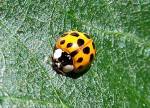 YELLOW_LadyBUG2